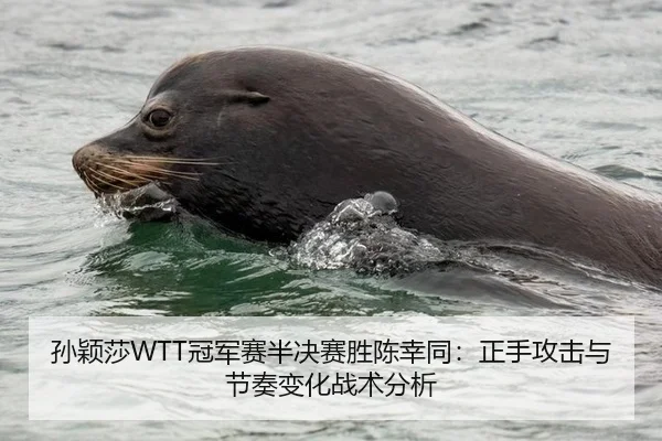 孙颖莎WTT冠军赛半决赛胜陈幸同：正手攻击与节奏变化战术分析